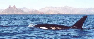 Orca_cropped