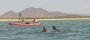 est.dolphins