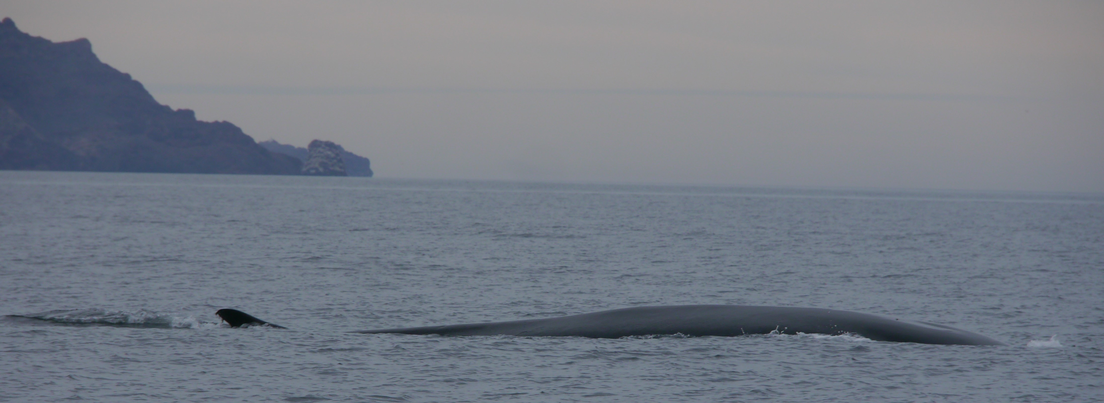 Kevin Jill & Harley 5 days three boats and Fin Whales