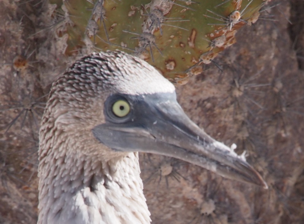 Isla San Pedro Mártir a Biosphere Reserve
