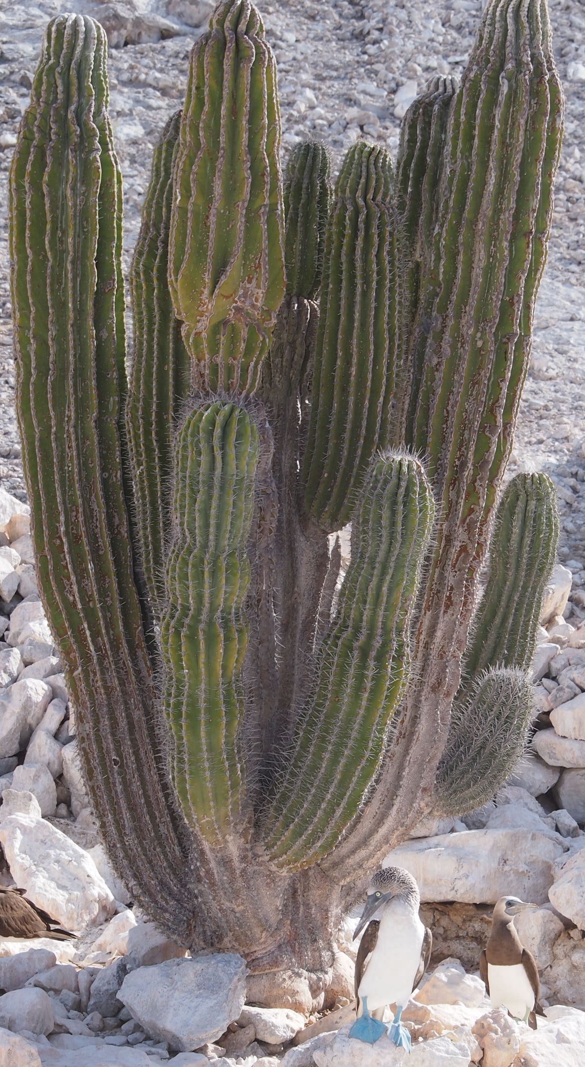 Cardon Cactus Boobie