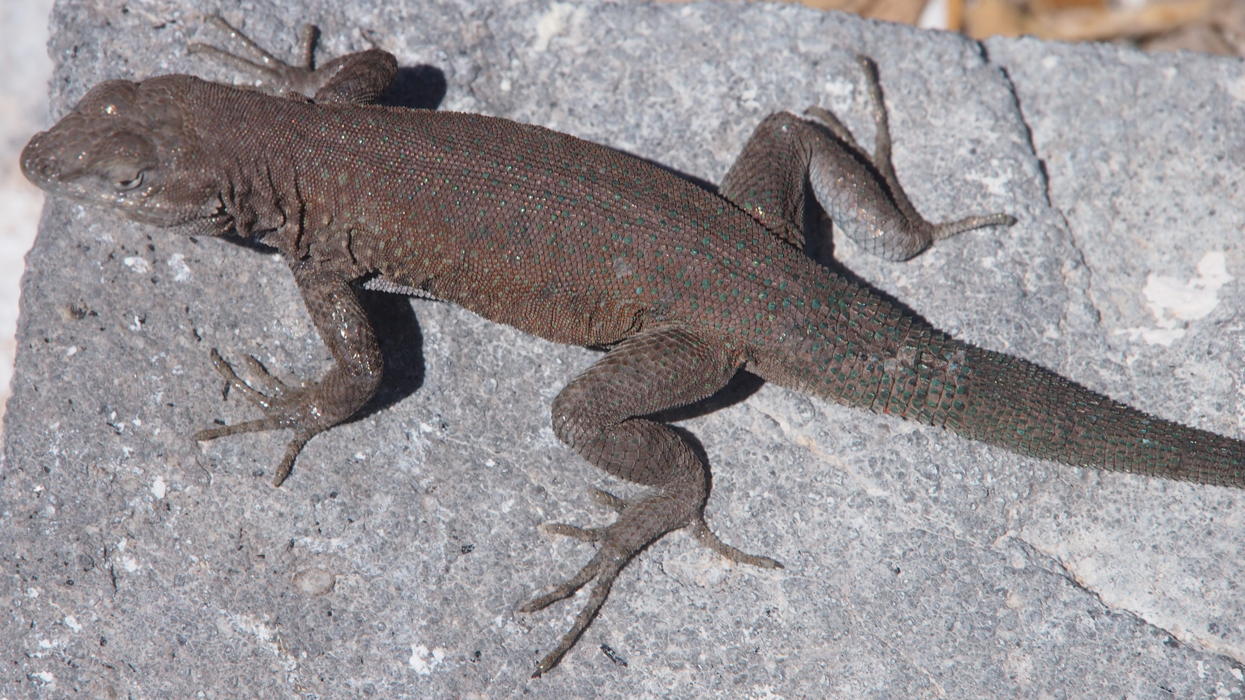 Endemic Whip Tailed Lizard